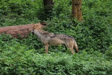 Indian Grey Wolf