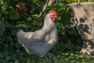 White hen walks in sunny garden, surrounded by greenery and flowers on evening of evening