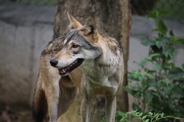Indian Grey Wolf