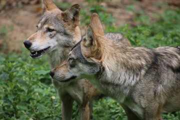 Fototapeta premium Indian Grey Wolf