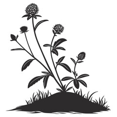 gomphrena globosa visoflora with leaves