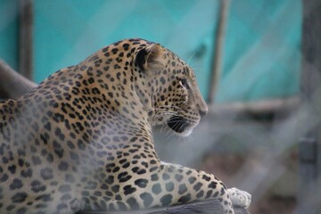 leopard in a zoo