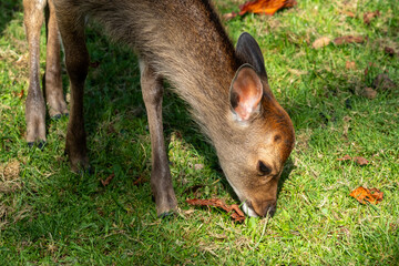 Fawn grazing fresh green grass under dappled sunlight