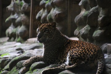 leopard in a zoo