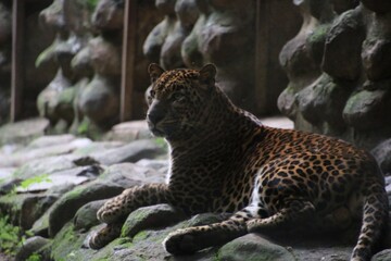 leopard in a zoo