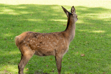Young deer standing alert in green grass field
