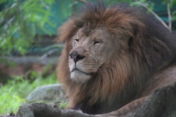 Naklejka premium Lion in a zoo