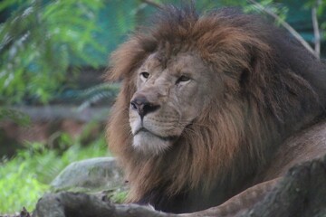 Lion in a zoo