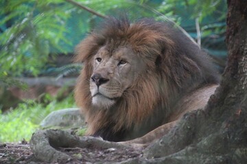 Lion in a zoo