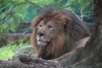 Lion in a zoo