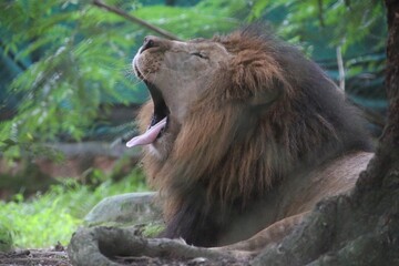 Lion in a zoo