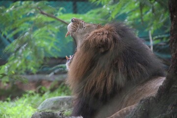 Lion in a zoo
