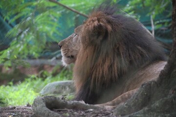 Lion in a zoo