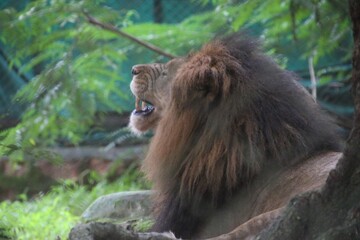 Lion in a zoo
