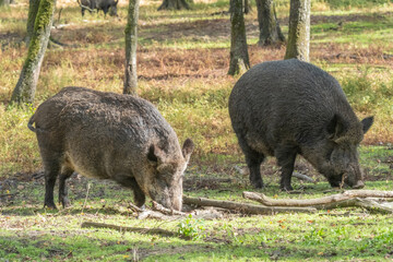 Wild boars foraging for food in forest habitat