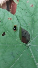 caterpillar on leaf