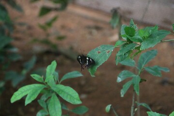 Butterfly on a leaf