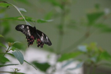 Butterfly on a leaf
