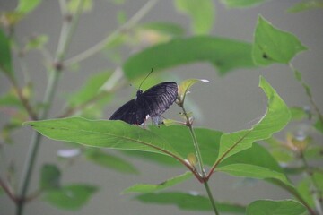 Butterfly on a leaf