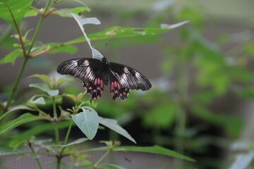 Butterfly on a leaf