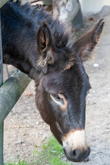 Fototapeta premium Donkey head looking down at farm ground