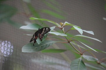 Butterfly on a leaf