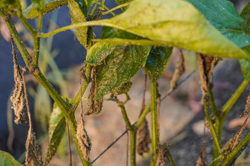 Problem of whitefly effect on leaves and branches of vegetables plants in field inside greenhouses, Whitefly Aleyrodes proletella agricultural pest on pepper leaf, Whiteflies on underside of leaves.