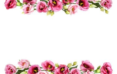 Pink eustoma flowers in a line floral arrangements (top and bottom) isolated on white or transparent background