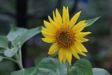 Sunflower in the garden