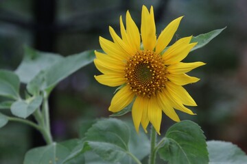 Sunflower in the garden