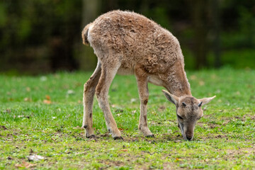 Fototapeta premium Young mouflon lamb grazing fresh green grass