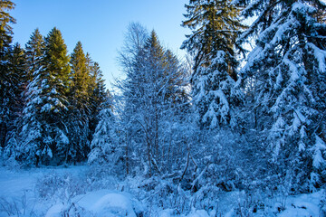 Beautiful snowy pine trees in winter forest landscape in French Vosges mountains, covered with white frost, natural scenic view, serene cold season atmosphere, outdoor frosty nature background