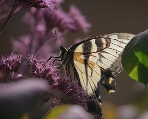 Canadian Tiger Swallowtail