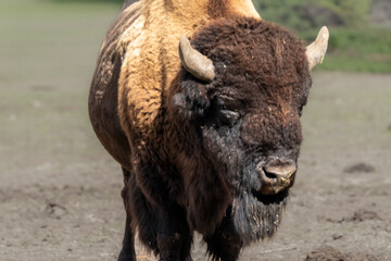 Fototapeta premium American bison standing outdoors looking at viewer during daytime