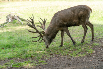 Red deer stag grazing in natural forest habitat