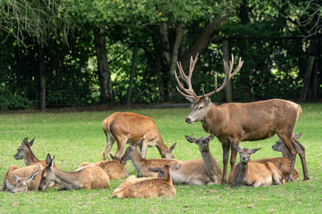 Red deer herd resting on green grass field