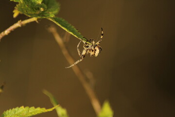 furrow spider in its web for capturing prey
