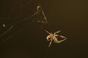 furrow spider in its web for capturing prey
