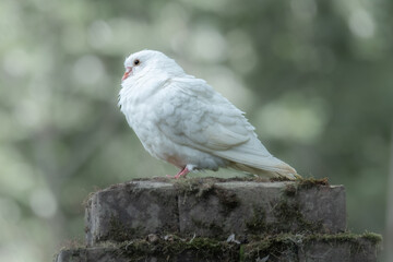 White dove resting on mossy stone column