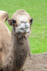 Obraz premium Bactrian camel portrait looking at camera smiling