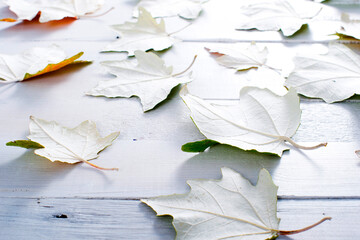 autumn aspen leaves backside on white wood table background