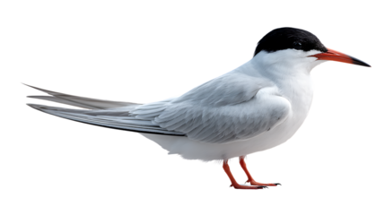 Arctic tern bird standing isolated on transparent background