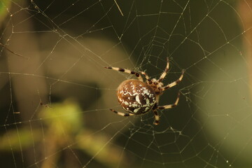 The Four-Spot Orb-Weaver (Araneus quadratus) on a web in late summer, Czech republic 
