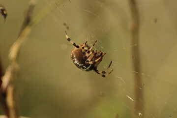 The Four-Spot Orb-Weaver (Araneus quadratus) on a web in late summer, Czech republic 