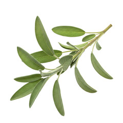 Fresh sage sprig isolated for culinary use, adding an aromatic touch to your recipes, perfect for food photography and creative cooking projects,png isolated on transparent background
