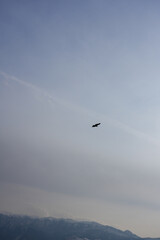 eagle flying over the mountains