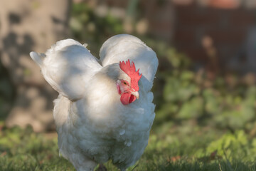 White hen that deploys its wings in sunny garden for beautiful summer day