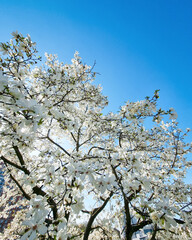 Spring blossom - apple tree branches with lots of white flowers against the blue sky. 