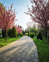 Sakura trees in rays of morning sun - tree-lined alley in a park with blooming trees. Cherry blossom in a public park on spring morning.