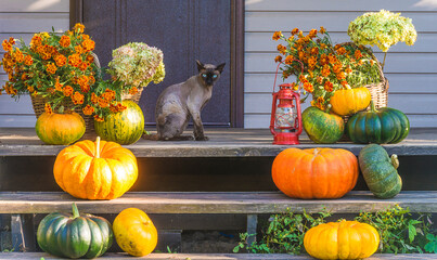 Beautiful sphynx cat with blue eyes sitting on a porch decorated for halloween holiday